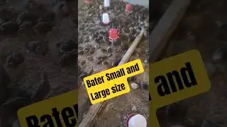 Bater Small and Large size at our farm! #shorts #bater #quail #farming