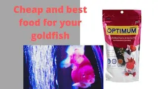 cheap and best food for your ||goldfish||koi  carp| Gaurami | beta fish | and for all fish.