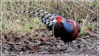 Mrs Hume's Pheasants Fighting | Birding in Thailand