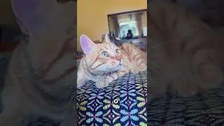 #Mandarino &eacute; proprio un perfetto  bravo gatto da guardia 🤣 #vitadagatto #amorefelino #gattidirodia