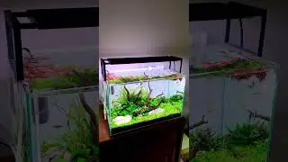 2 feet aquarium tank setup #aquarium #fish #youtubeshorts #ytshorts #shorts
