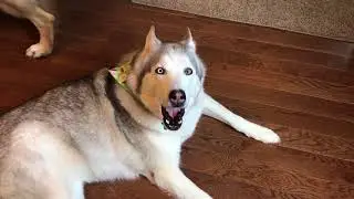 Husky howling just because he can