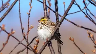 Savannah Sparrow: Song (17 April 2024)