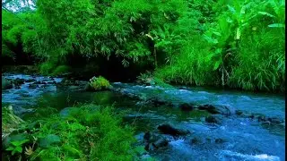 Tranquil River Ambience – Soft Stream and Forest Sounds for Deep Sleep and Inner Peace