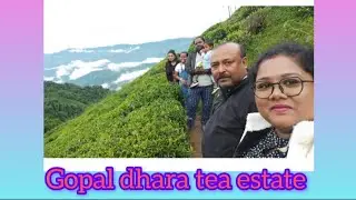 Gopal dhara tea estate at Darjeeling # Darjeeling part 4 # group tour to Darjeeling # sabuni'sfamily