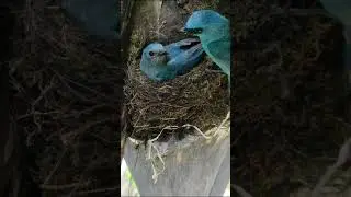 short#bird nest#sumpi #harshita#youtubeshorts