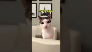 ОТЦОВСКАЯ ШУТКА ДНЯ 😂 (КОШАЧЬЯ ВЕРСИЯ🐈) @understudiohub #шорты
