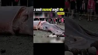 🤯 2 most mysterious sea creatures in the world 🦑 Most mysterious sea animals 🐙 In The World 😱🤯 #s...