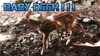 Spotted Baby Deer | Triplets