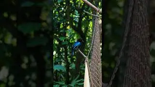 Eyes in the Sky | AI Nature Cinematic Journey | RDFX AI