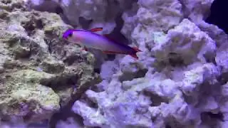 Purple Fire Fish (Species Spotlight)
