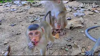 Po_or boy..! SADA monkey isn't strong like other baby monkeys, he always falls from the tree.