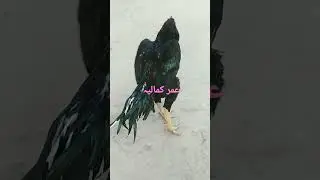 kamalia Aseel. #kamalia #subscribe