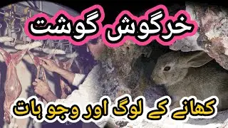 Rabbit Meat || Countries Where Rabbit Meat is Eaten
