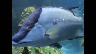 Aquarium Sea Life