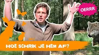 Wat moet je doen als je een wolf tegenkomt? | OERRR