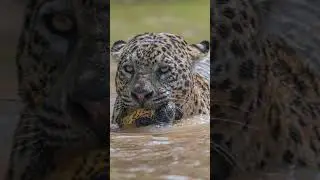2 Jaguars vs 1 Tiger, Who wins