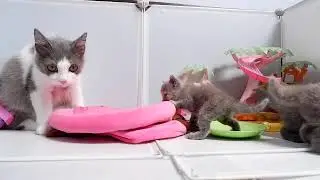 Cute kitten,Videos for Cats, Funniest  Cats  videos 😼🐶kitten TV, Cat TV ,Cat and dog TV