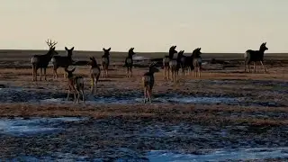 Mule deer at Bison Watering Hole, Part 1 - Grasslands National Park - Explore.org