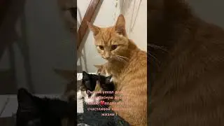 #помощь #помощьбездомным # #cat # #crimea # #котик # #веселыекоты # #крым #рыжийкот #cats #семья