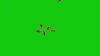 [Green Screen] Cockroaches