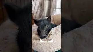 Best friends Percy the Pig and Willow the Lamb #shorts