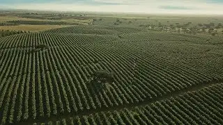 ELAIA - los mejores olivicultores del mundo