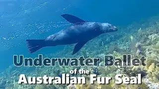 Underwater Ballet of the Australian Fur Seal