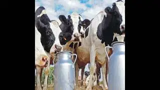 Indian Dairy Product Export Strategies and Roadmap