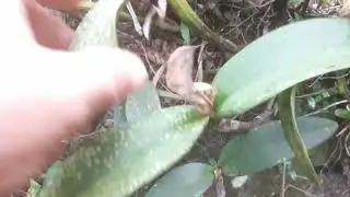 Linda touceira de catleya intem&eacute;dia em seu habitate natural #orchidbrasil #orquidias #orchid 