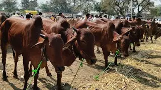 आजचा जवळा बाजार 
