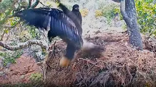 Eaglet Falls From Collapsing Nest! Found Safe Below Fraser Point Bald Eagle Nest Explore.org 6-14-24