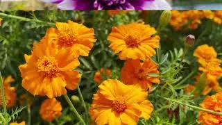 Coforge Greater Noida Flower Show Garden Competition 2023 by the Floriculture Society, Noida.