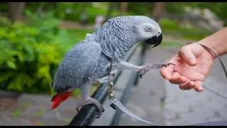 LORO GRIS AFRICANO que HABLA