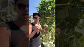 Выращивание кивано на аэропонных башнях #кивано #аэропоника