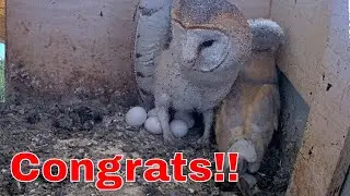 🥚🦉 Congrats!!! | 5th Egg Laid LIVE on Barn Owl Israel Cam