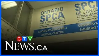 Sudbury animal shelters desperately need foster families