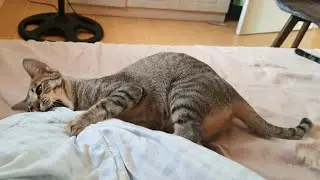 Cat attacks human feet under the blanket!