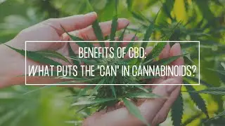 Benefits of CBD (Part 1): What Puts the 