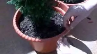 ELECTRICITY FROM THE EARTH