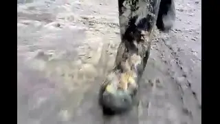 My SV. The blaze flooding across country puddles in my MuckBoots Woody Pro