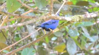Shining Honeycreepers, Panama