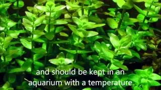 Bacopa Caroliniana Care and Info (aka) Giant Bacopa