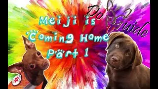 Dog Guide - Road Trip Home - Part 1