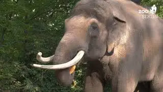 Geburtstagskürbis für Elefant Victor - Birthday pumpkin for Elephant Victor