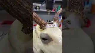 Whitetail Straight Shoulder Mount Process #taxidermy