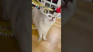 What to do with a bully 👊 #kikicutekitty #stopbulling #punch #relatable #school #scottishfold #fyp