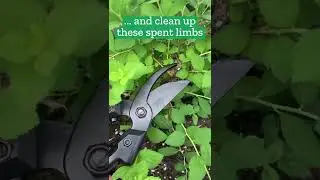 Pruning Shears