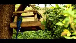 Red-billed Woodhoopoe