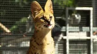 Werribee Open Range Zoo